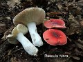 Russula rubra-amf2148